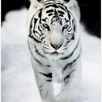 Аватарка silarine