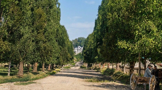 Тополиная аллея осталась только на фотографиях | Источник: vmasochi/t.me