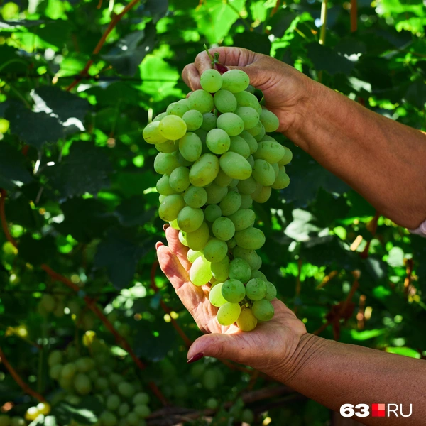 Источник: Роман Данилкин / 63.RU