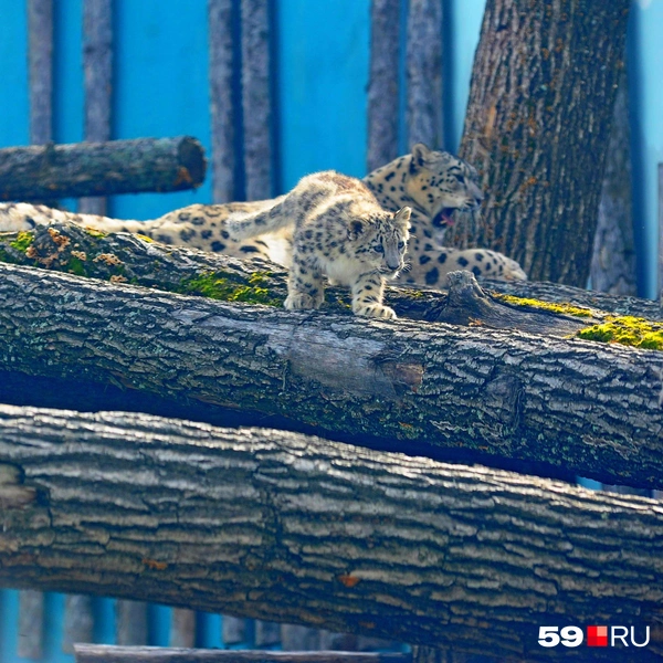 Вот тут они залезли к маме | Источник: Ирина Тропина / 59.RU