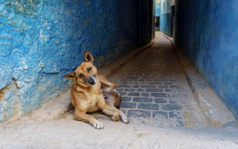 «Пес постапокалипсиса»: как будут выглядеть собаки, если на Земле не останется людей?