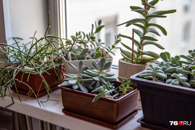 Суккуленты неприхотливы в уходе и считаются растениями, способными настроить на деловой лад | Источник: Кирилл Поверинов / 76.RU