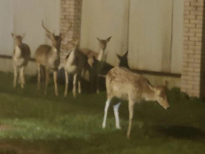 Слишком часто приходят в гости. Соседей «Приюта Белоснежки» в Ленобласти возмущают удравшие обитатели | Источник: Геннадий Натёкин