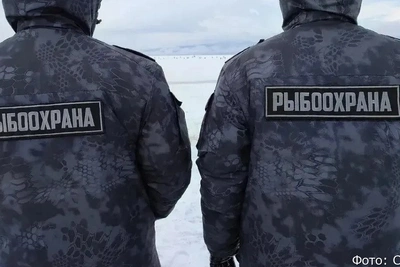 Почти полтонны браконьерского улова изъяли на Камчатке и Чукотке