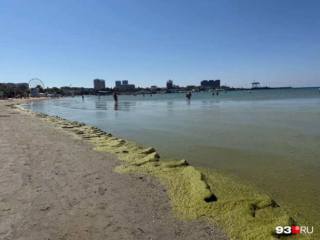 Центральный пляж курорта весь в комках водорослей | Источник: Валерия Дульская / 93.RU