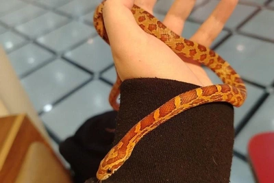 Маисовый полоз сбежал в трамвае Екатеринбурга