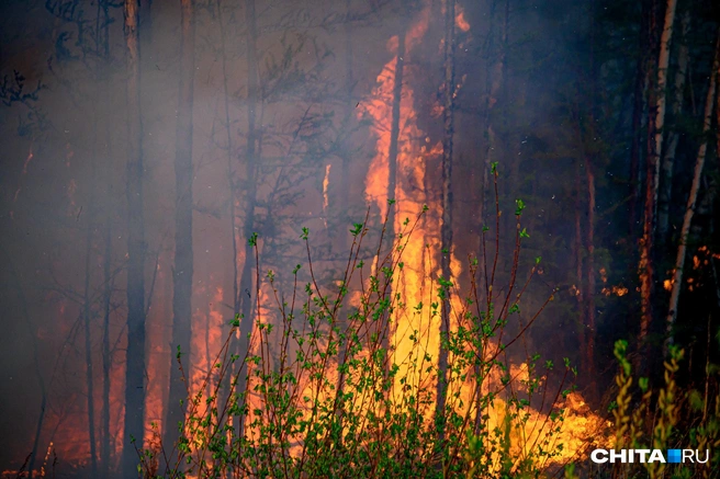 Лесные пожары, по данным Волжина, прошли площадь почти в 2 миллиона гектаров в 2025 году | Источник: Олег Федоров / CHITA.RU