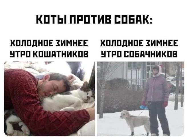 Смешные картинки и мемы про котов | Источник: Городские медиа