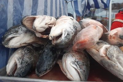 Почему рыбный порт построят в Архангельске