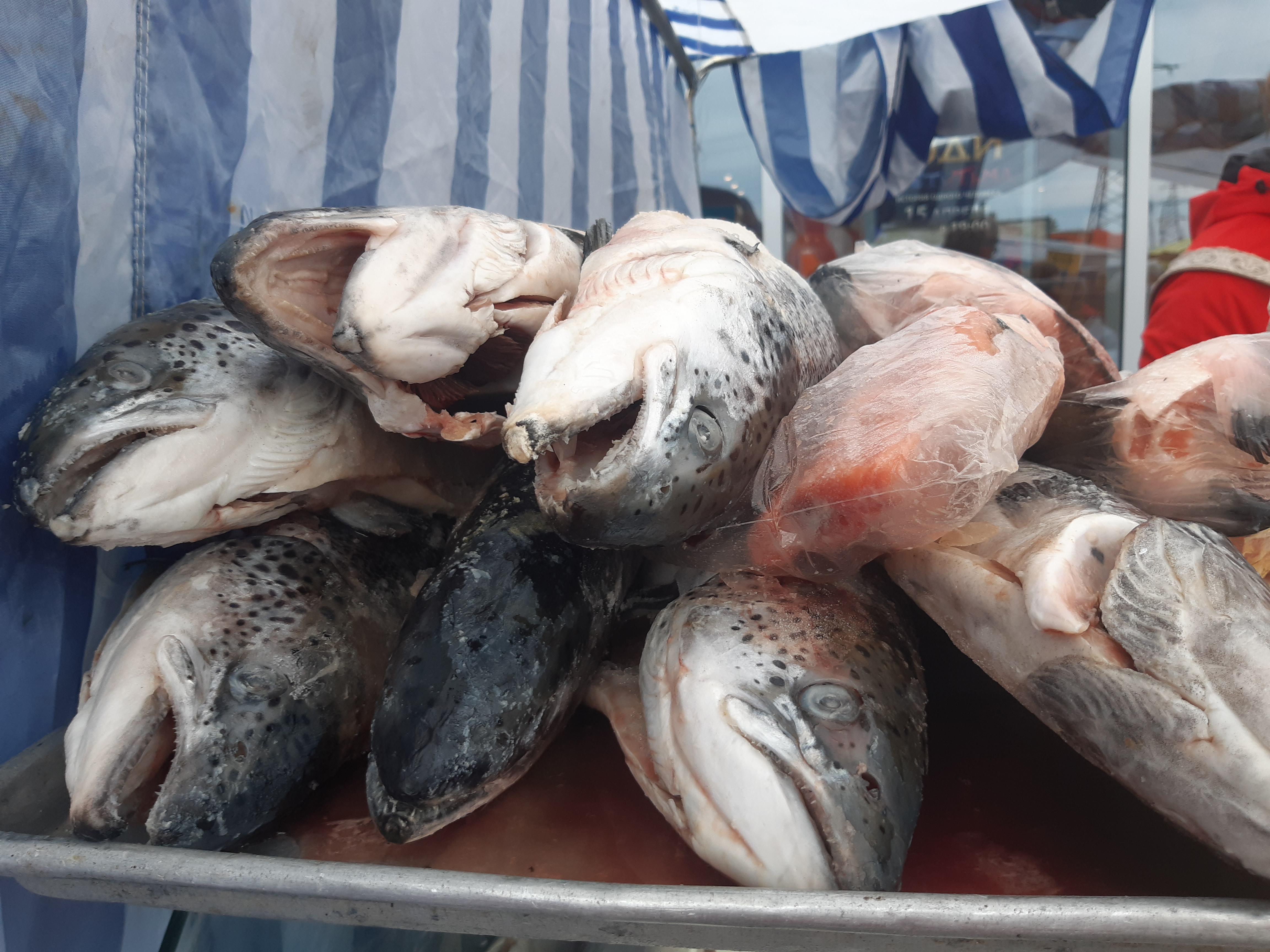 В Архангельске появится рыбный порт — почему именно здесь