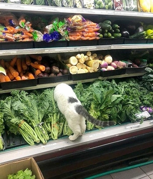 Очень смешные коты в магазинах (20 фото)