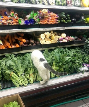 Очень смешные коты в магазинах (20 фото)