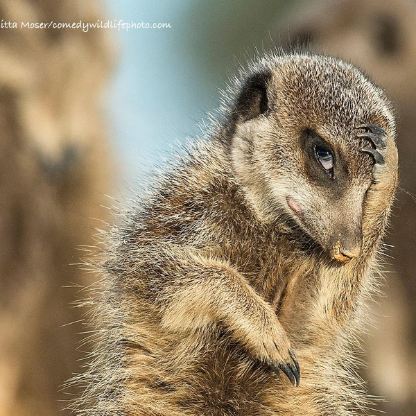 Источник: Nikon Comedy Wildlife Awards