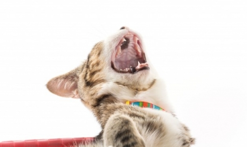 За год более 2400 петербуржцев пострадали от укусов кошек