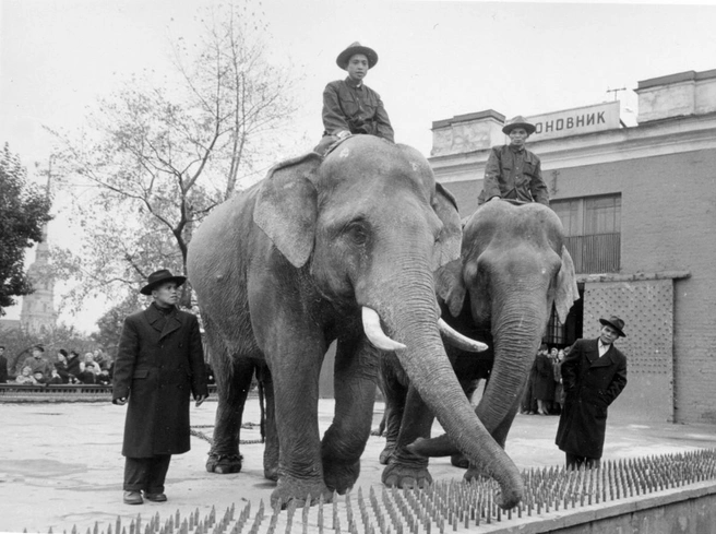 Сюн и Кунг с вьетнамскими проводниками, 1954 год | Источник: spbzoo.ru