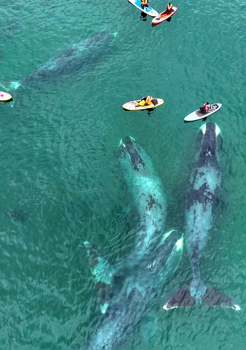  — У людей в России сейчас в целом такой бум на китов. Очень популярен — whale watching — наблюдение за китами. В стране не так много мест, где можно увидеть этих гигантов. А у нас на Шантарских островах с ними можно даже поплавать на сапах. | Источник: предоставлено Екатериной Палагиной