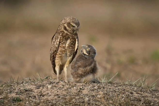 Источник: Berthold Grunhagen / The Nature Photography Contest 2024