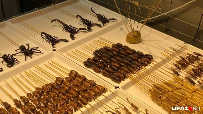 Скорпиона будете? | Источник: Арина Насырова / UFA1.RU