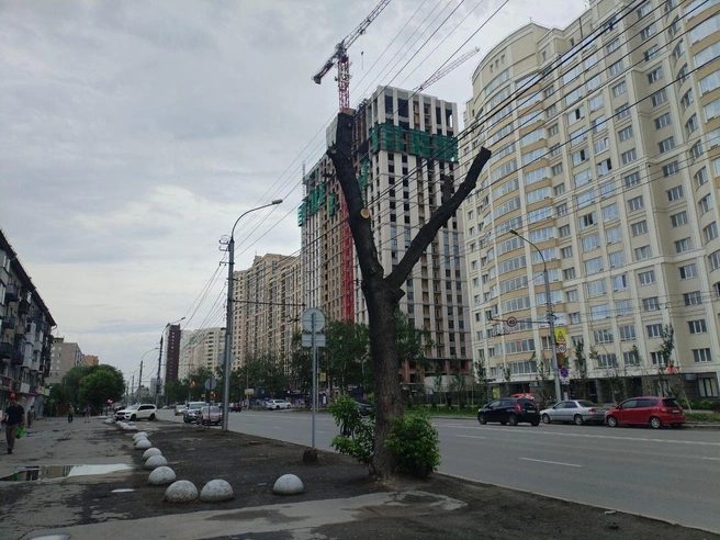 Некоторые деревья обрезали, оставив обрубки | Источник: читатель НГС