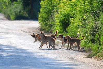 Бродячие собаки напали на ребенка в Самаре