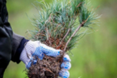События выходных: рододендрон, кедр, азиатская культура