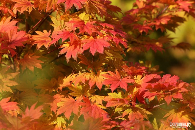 Куда пойти 10–12 октября: фестиваль кленов, книжная «Ревизия» в Новой Голландии и лабиринты работ Дали | Источник: Ксения Потеева / «Фонтанка.ру»