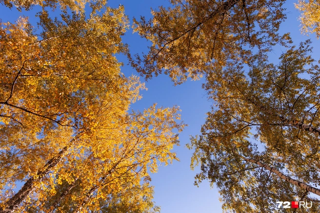 Хочется лежать и смотреть на небо | Источник: Ирина Шарова / 72.RU