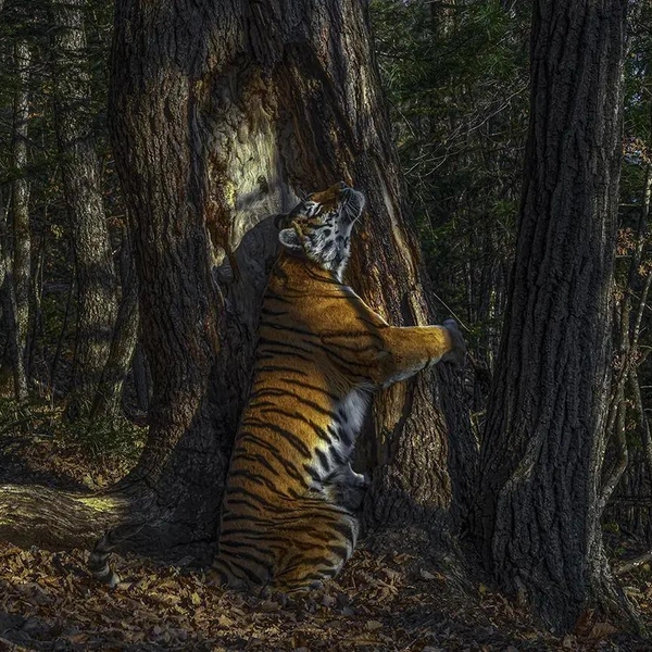 Источник: Wildlife Photographer of the Year