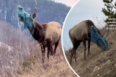 Краснокнижный марал с тентом на голове сам пришел к людям под Красноярском