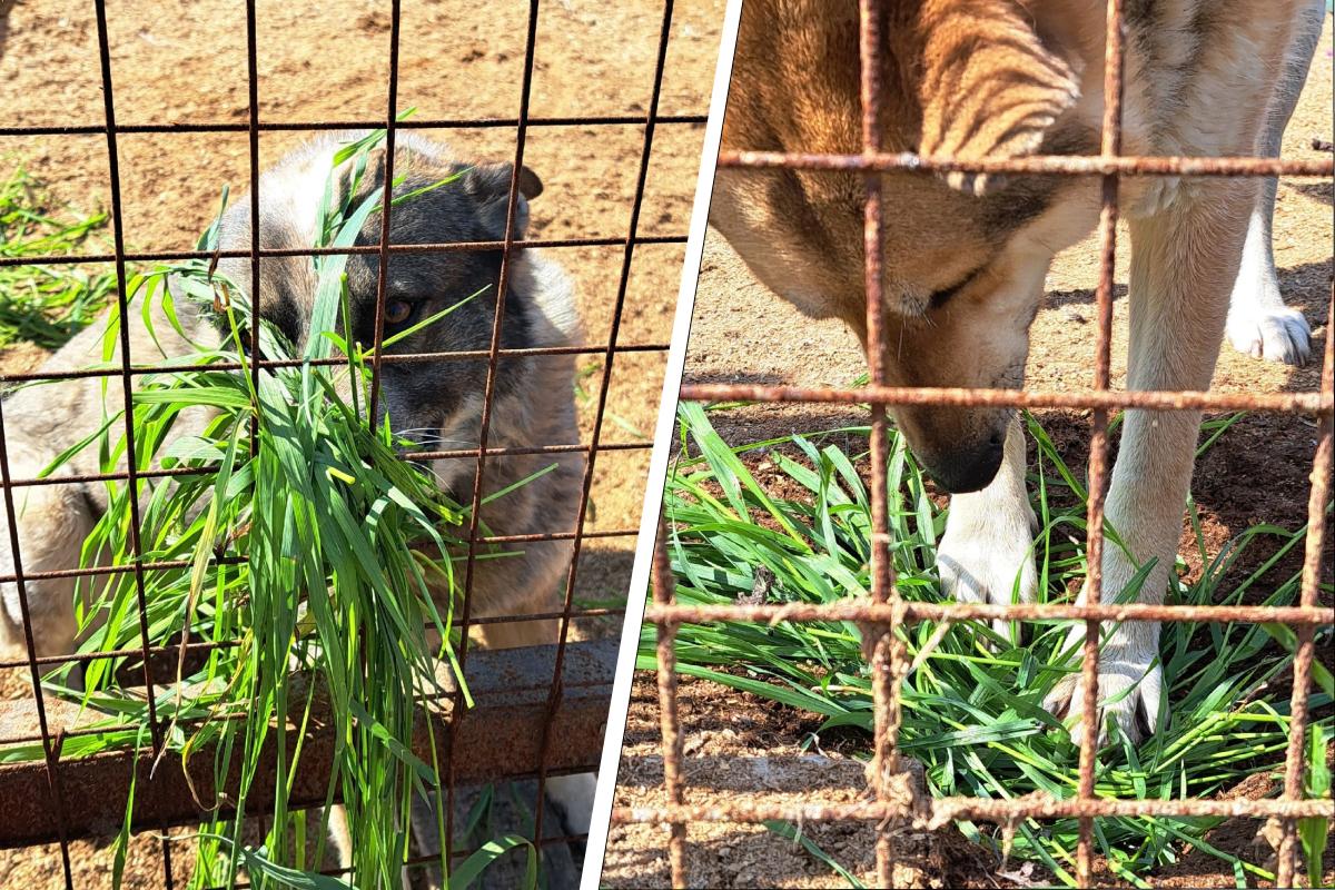 В Архангельской области для бездомных собак собирают траву: зачем это нужно