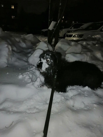 Пёсик очень любит резвиться в снегу  | Источник: читательница НГС Алёна