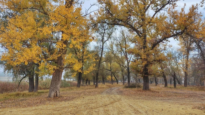Совеем скоро золотистые кроны окончательно увянут | Источник: Ирина Голоколенова