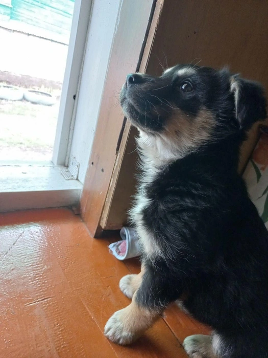 Пушистая принцесса знакомится с новой семьей | Источник: читатель 63.RU