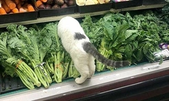 Очень смешные коты в магазинах (20 фото)