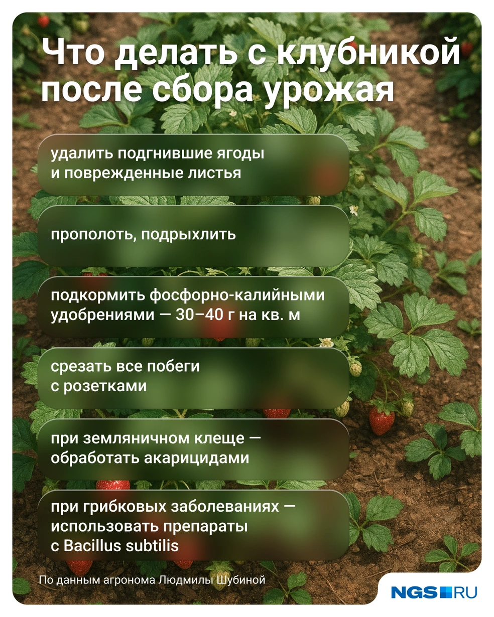 Агроном не советует укрывать землю под кустами агротекстилем | Источник: Юрий Орлов / Городские медиа
