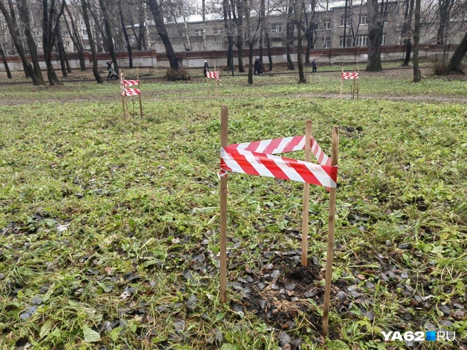 Новенькие деревья уже можно увидеть в парке | Источник: Кристина Мельникова / YA62.RU