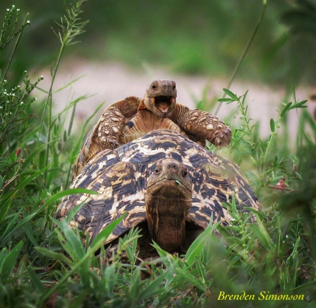 Самые смешные фото рептилий в мире — победители Comedy Wildlife Photography Awards за всю историю | Источник: Comedy Wildlife Photography Awards