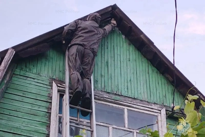 Орловские спасатели ликвидировали гнездо шершней
