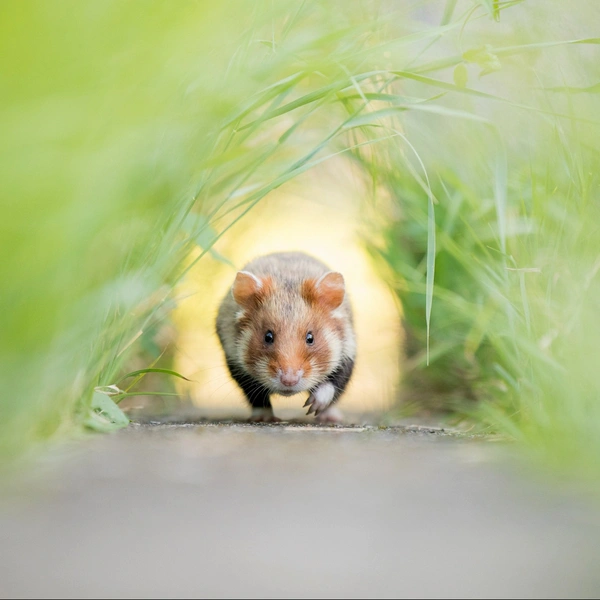 «Путь хомяка» | Источник: Kai Kolodziej / Nature inFocus Awards 2021