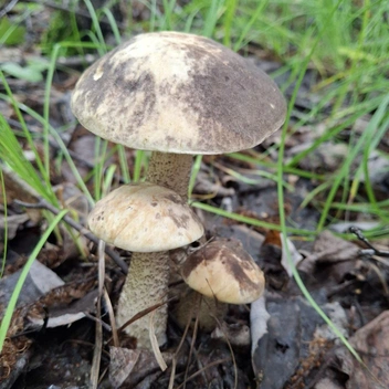 Семья подберезовиков, откуда именно родом, неизвестно | Источник: читатель «Чита.Ру»