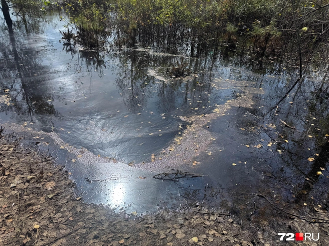 Вода постепенно отступает от Гагаринского парка. По оценке нашего видеооператора, берег освободился примерно на полтора-два метра | Источник: Илья Чикотин / 72.RU
