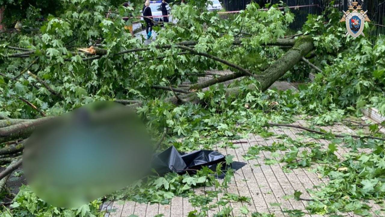 В Москве упавшее дерево убило пешехода: что известно об урагане в Москве и  смерти у метро «Тимирязевская» от поваленного ветром растения - 20 июня  2024 - МСК1.ру