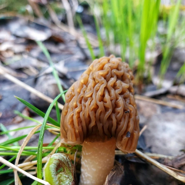 Источник: Кристина Редикульцева, «Уральский ЯжеГРИБНИК» / Vk.com