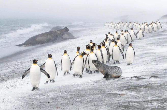 Источник: Ben Cranke / European Wildlife Photographer of the Year