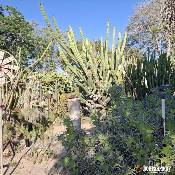 Источник: Ирина Багликова / «Фонтанка.ру»