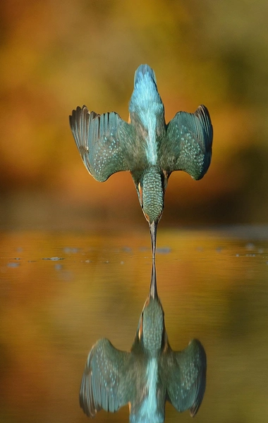 Источник: Alan McFadyen via Getty Images