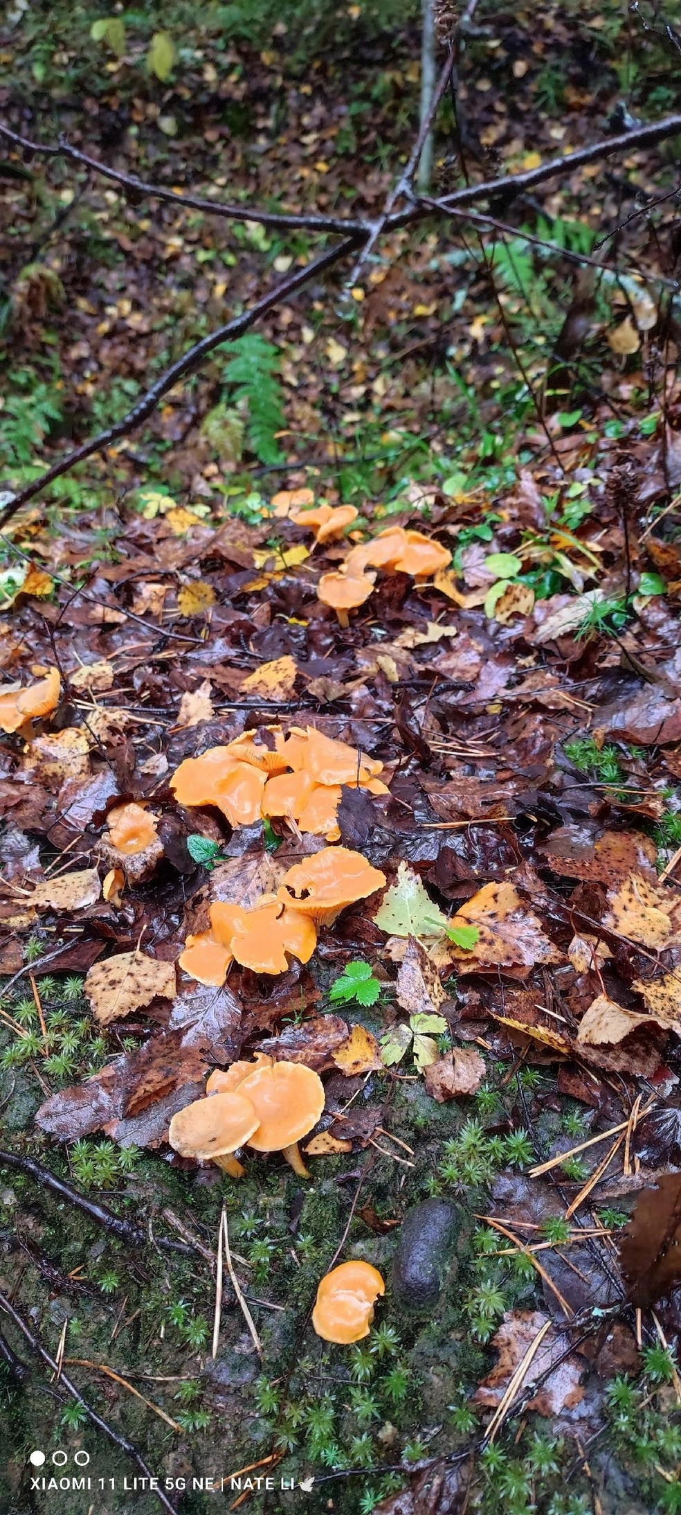 Только посмотрите на эту полянку | Источник: Грибы Ярославской области / Vk.com