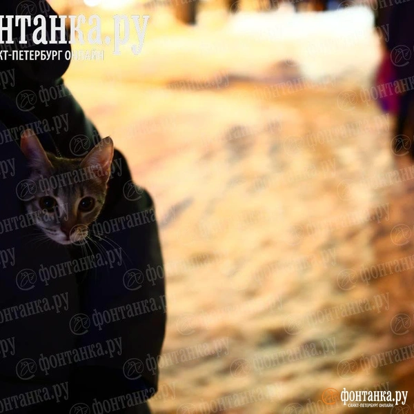 Источник: Дарья Драй / «Фонтанка.ру»