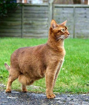 Почему у некоторых домашних кошек висит живот?