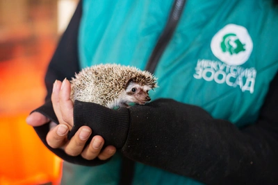 Иркутский зоосад объявляет о повышении цен на вход